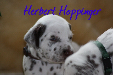 Herbert Hoppinger